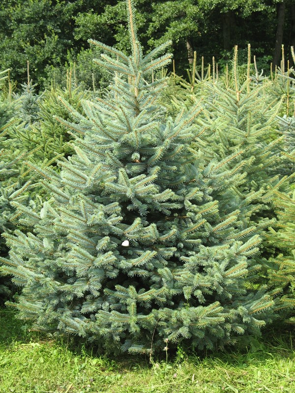 Pépinières Tschirhart - Fournisseur de sapin de noel en alsace (Colmar, Mulhouse, Cernay) et dans les Vosges