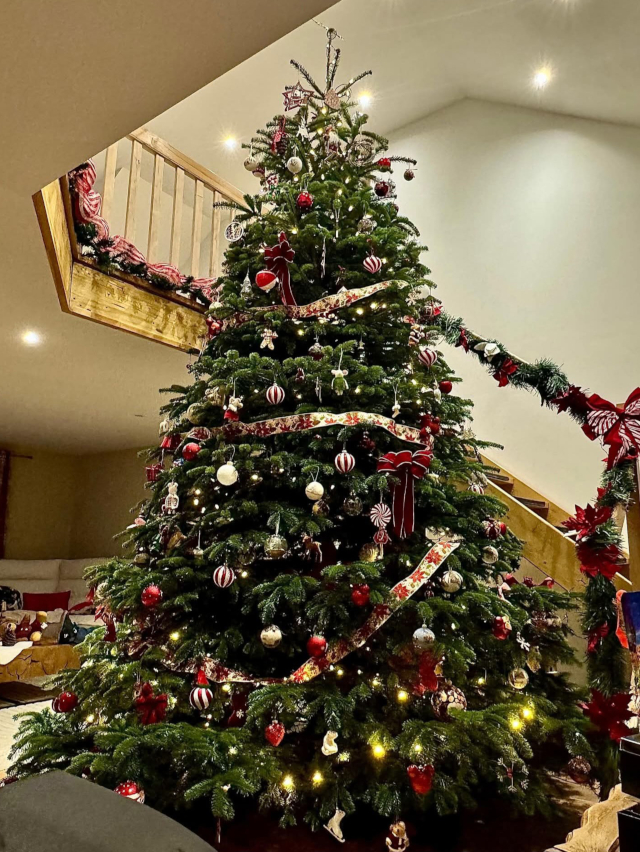 Pépinières Tschirhart - Fournisseur de sapin de noel en alsace (Colmar, Mulhouse, Cernay) et dans les Vosges