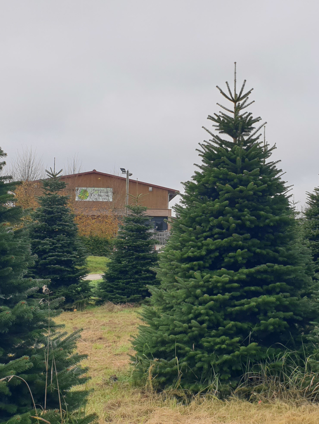 Pépinières Tschirhart - Fournisseur de sapin de noel en alsace (Colmar, Mulhouse, Cernay) et dans les Vosges